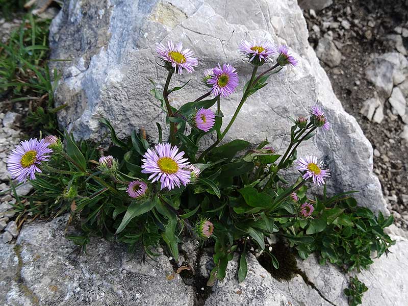 Pyramidenspitze